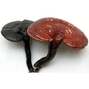 high quality Ganoderma lucidum Extract/ Reishi Extract/Reishi Mushroom Extract