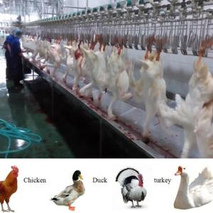 Wholesale Halal Complete Full Function Poultry Chicken Slaughtering Machine Line from china suppliers