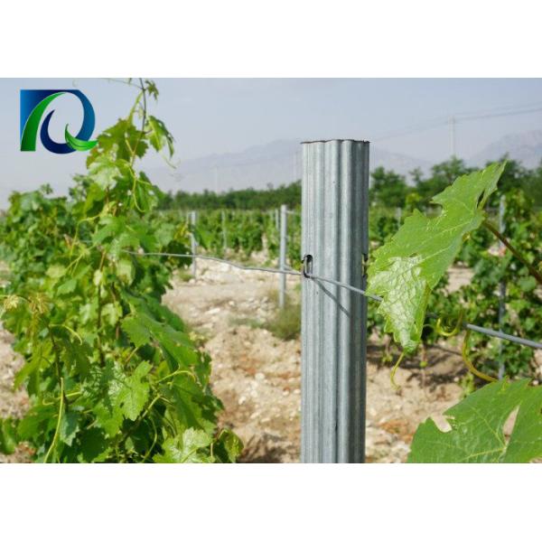 Q235 Steel Galvanized Orchard Trellis Systems For Grape / Fruits Customized