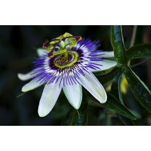 Wholesale top quality Flavones 3% passiflora coerulea extract /4:1Passiflora incarnata L. from china suppliers
