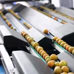 PLC Control Apex Fruit Sorting Machine With 99.9% Accuracy For Kumquats
