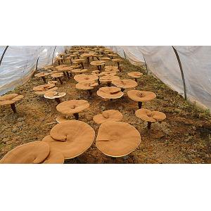 high quality Ganoderma lucidum Extract/ Reishi Extract/Reishi Mushroom Extract