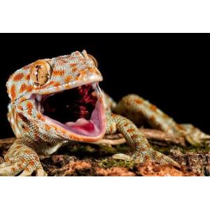 Simulated Rock Snake Cage Background SL-M52A Natural Texture Reptile Rock