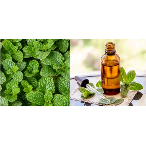 High Purity Mint Fragrance For Toothpaste Making Free Sample