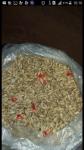 Oat Color Sorting Machine Grains Separation Machine For Processing Oats In The