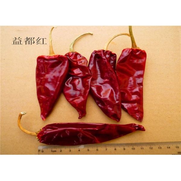 A Grade Guajillo Yidu Chili Red Pepper Beijinghong Jinta Chilli Golden Factory