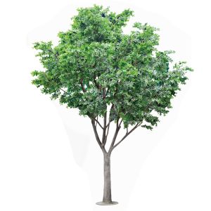 Artificial Banyan Tree For Decoration， Customized UV-Resistant And Flame