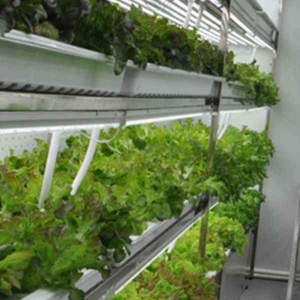 Greenhouse Hydroponics Fodder Container Systems Customization for Optimal