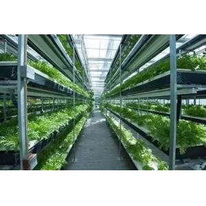 High PPFD IP65 5000lm Quantum Grow Lights