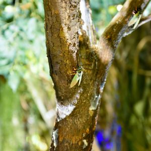 B Style Large Artificial Ficus Tree Custom Height Shopping Mall Foliage Tree