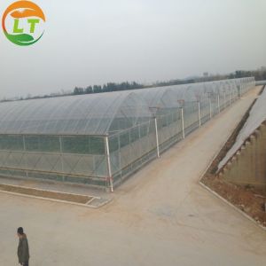 Multi-Span Agricultural Greenhouses Gutter Height for Optimal Temperature