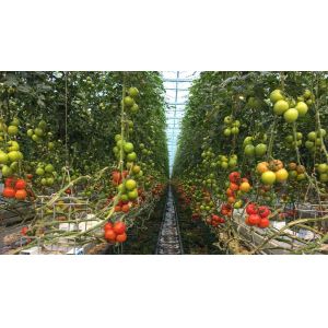 High Wire Tomato Waterproof Greenhouse Lights Passive Cooling