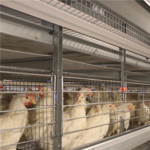 Hot Dip Galvanized Layer Chicken Cage Automatic 256 Birds / Set