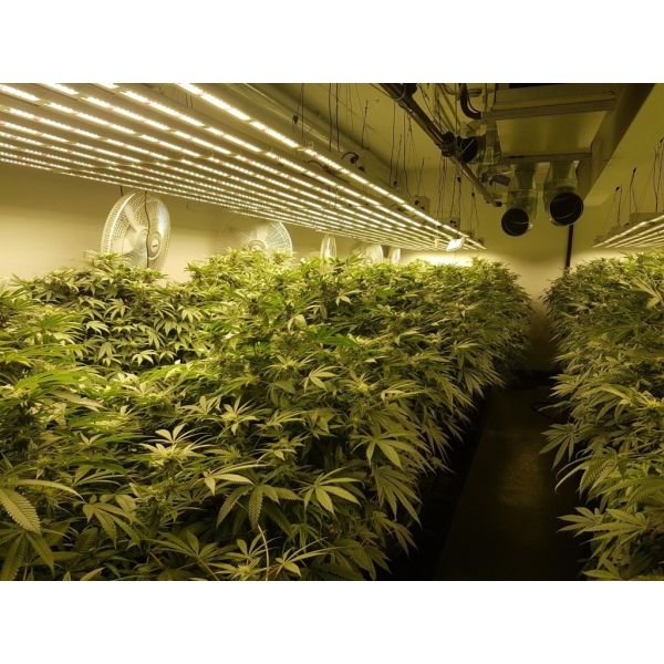 960Watt 8 Bars Full Spectrum UV IR LED Grow Light Foldable For Indoor Farming Greenhouse