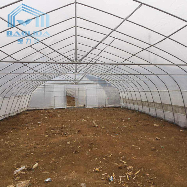 Quality Single-span PE Covered Tunnel Plastic Greenhouse For Strawberry Grape Raspberry for sale