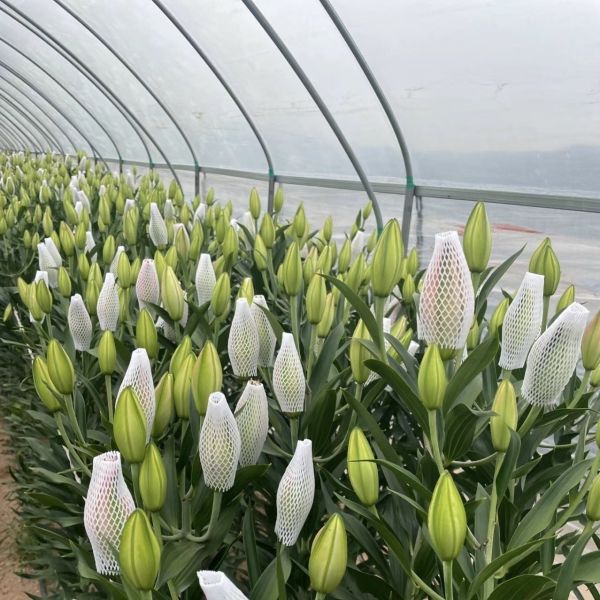 Tunnel Greenhouse Cocopeat Growing System for Tomatoes and Strawberries Fast