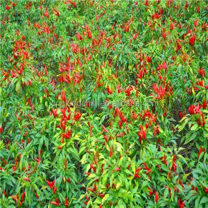 Zero Addition Small Red Dried Chillies Premium 10KG Tianjin Peppers