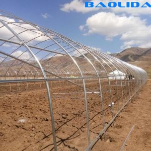 Agriculture Single Span Hot Dip Galvanized Pipe Tunnel Plastic Greenhouse For