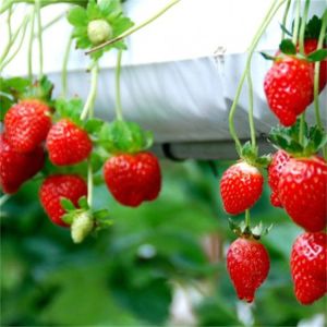 Galvanized Steel Frame Greenhouse Grown Strawberries Simple Structure
