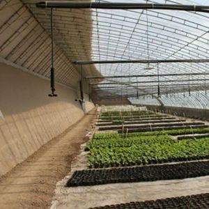 Tomato Farming Sunlight Greenhouse with Humidity Control and Temperature Control