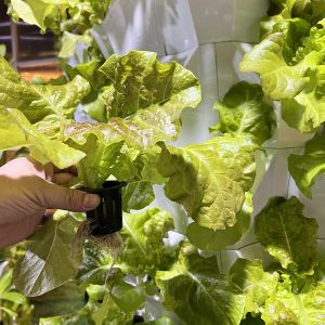 Automatic Hydroponic Growing Kit With Visible Line And Removable Basket