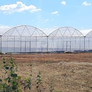 Wholesale Large Multi-Span PE Greenhouse 50-100m Length 7-10m Width from china suppliers