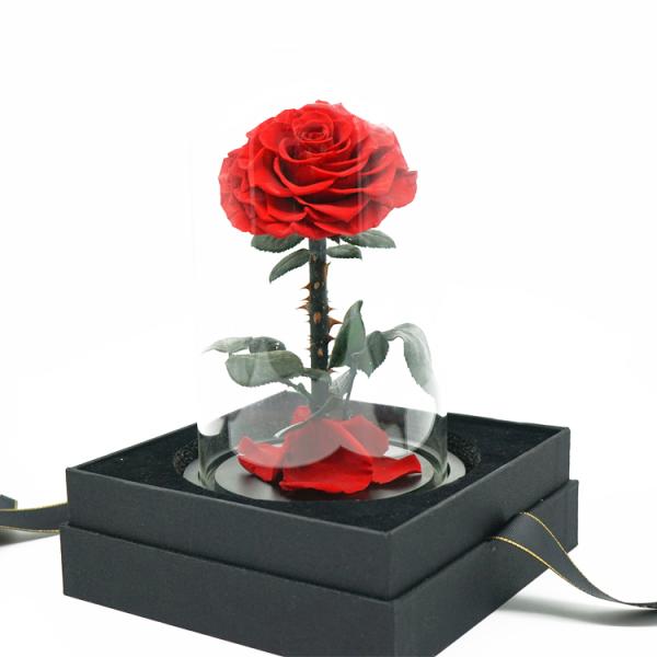 Everlasting Preserved Rose Glass Dome Bring A Unforgettable Experience
