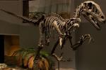 Artificial Simulation Complete Dinosaur Fossil Model Customization Support