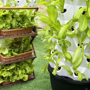 Automatic Hydroponic Growing Kit With Visible Line And Removable Basket