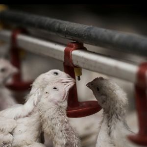 1.1kw Automatic Chicken Feeders And Waterers 450kg/H Delivery