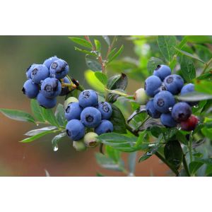 100% natural 25% bilberry extract anthocyanidin ( USD/EP/CP2010 standard )