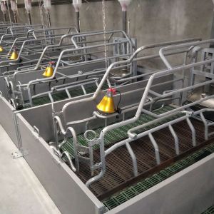 Incubator Lamp Heating Sow Farrowing Crate With Drinking Bowl