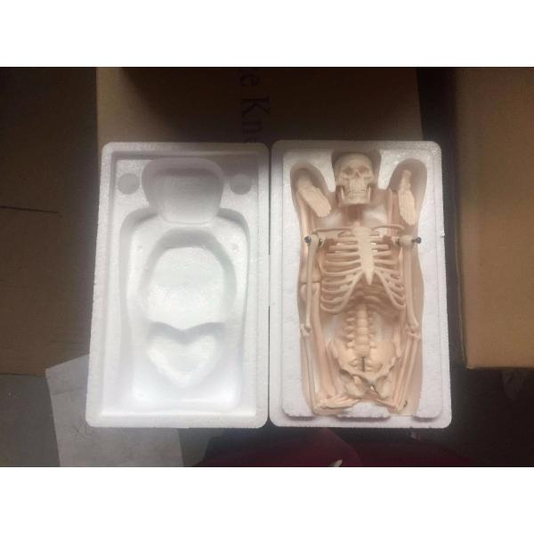 School Medical Simulation Pvc 180cm Tall Human Skeleton Model