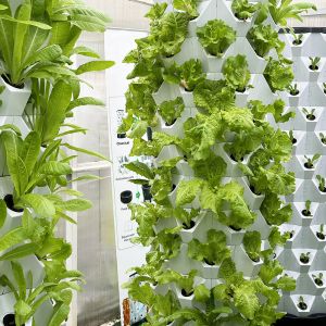 Automatic Hydroponic Growing Kit With Visible Line And Removable Basket