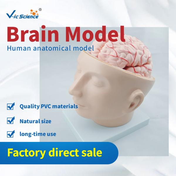 Commercial Teaching Head Brain Anatomy With Arteries VIC-318