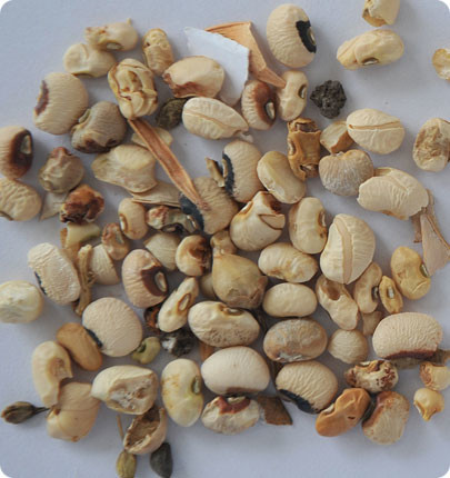 Soybean Automatic Sorting Machine , Multifunction Optical Color Sorter