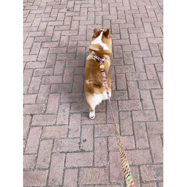 Adjustable No Pull Dog Harness Pet Vest
