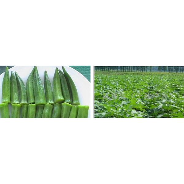 Hot sale Okra extract/Abelmoschus esculentus Moench/Okra powder/Treat Irritable Bowels plant extract