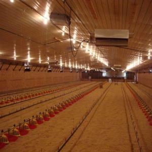 Automated Steel Poultry House with Fireproof Insulation