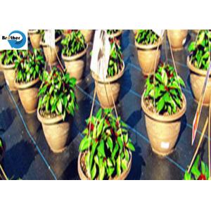 Heavy Duty Landscape Weed Control Fabric with Precut 6" Hole Spacing Perfect