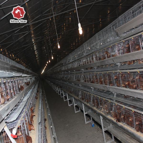 Quality Hens Layer Egg Chicken Cage Automatic Feeding System for sale