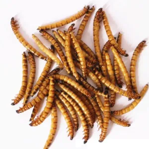 1 Year Shelf Life Frozen-Dried Mealworms Delicious and Nutritious with Iron