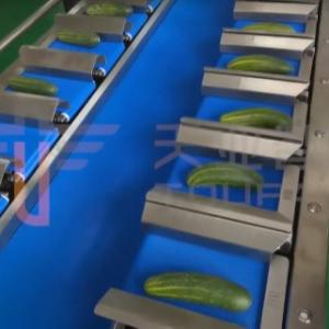 ISO Certified 12 Belt IP65 Fruit And Vegetable Packaging Machine Vegetable