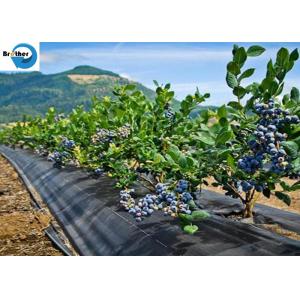 New PP Woven Weed Barrier Control Mat Ground Black Cover Fabric in Strawberry