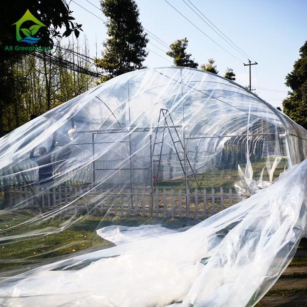 Nursery Custom Plastic Film Agricultural Single Span Greenhouse For Tomato Growing