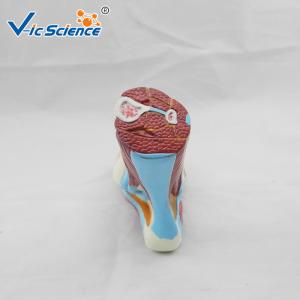 Laboratory Demonstrations Exhibitions 33cm Foot Anatomy Model