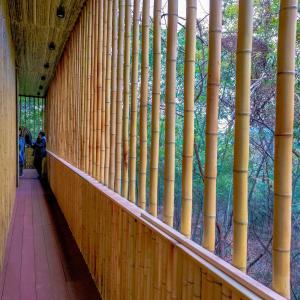 China Customized Dry Straight Outdoor Big Moso Bamboo Poles 60cm To 595cm Natural Color on sale