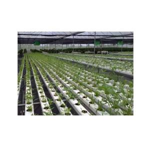 Customizable NFT Pipes PVC Channel 2 Meters Length 100x50mm for Hydroponic