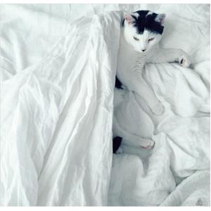 Wholesale Hefei Homchang Down and Feather Manufacture Co., Ltd, Home textiles and Leather Porducts from china suppliers