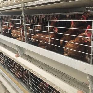 128 - 256 Birds / Set Layer Chicken Cage 120 * 60 * 70cm Size With Running